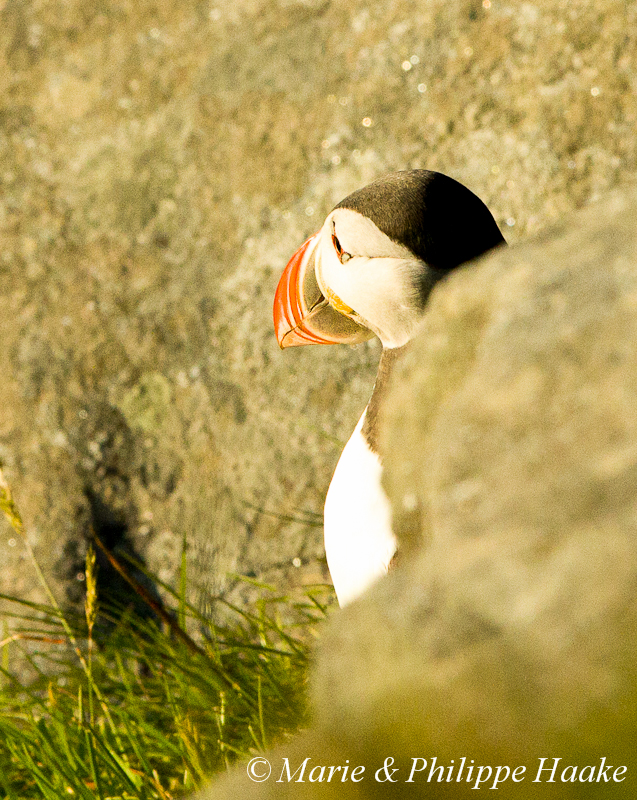 Macareux 3519.jpg - Macareux moine, Fratercula arctica, Atlantic Puffin (Norvège, juin 2012)